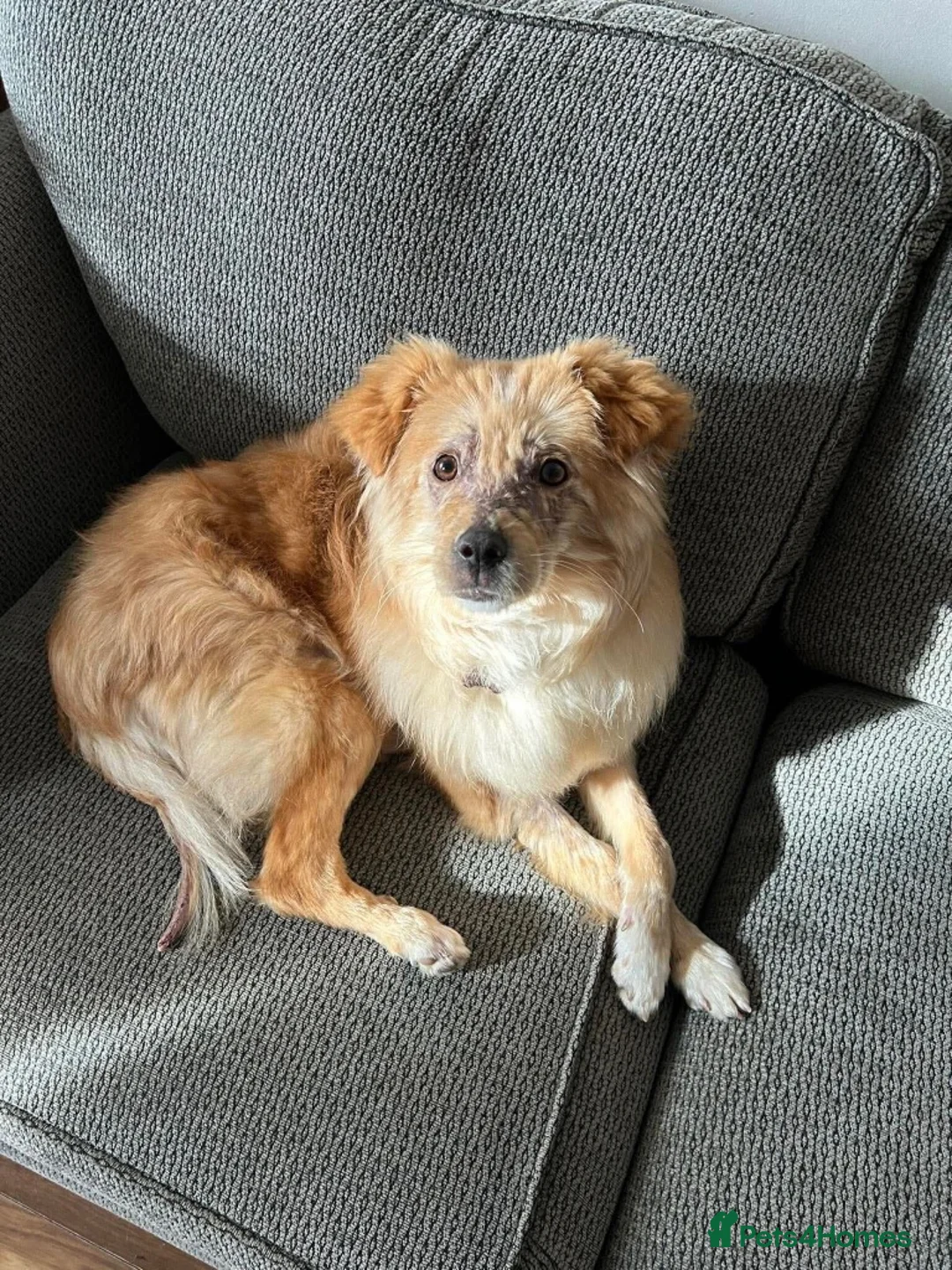 Mixed Breed dogs for adoption: Meet Sabre, currently residing in Leicestershire  in Wigston - Advert 1