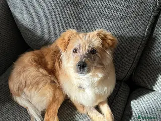 Mixed Breed dogs Meet Sabre, currently residing in Leicestershire - Advert 1