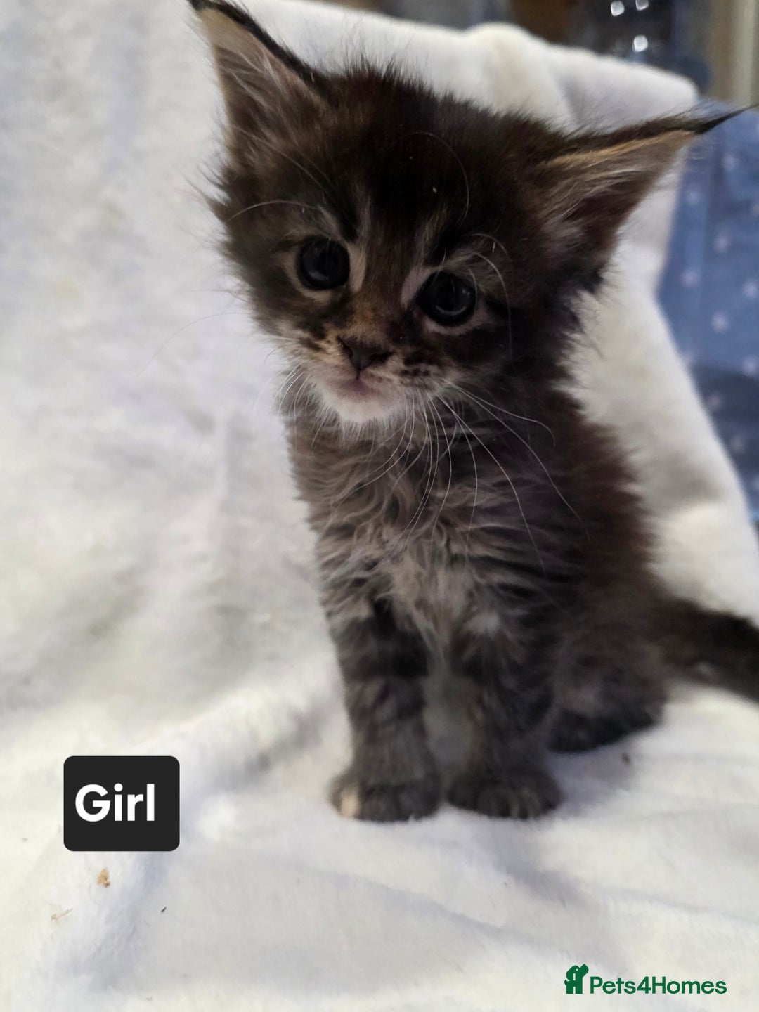 Maine Coon cats for sale: Beautiful Maine Coon kittens  - Advert 24