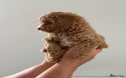 Cavapoo dogs for sale: Adorable Cavapoo Puppies – Ready for Loving Homes - Image 3