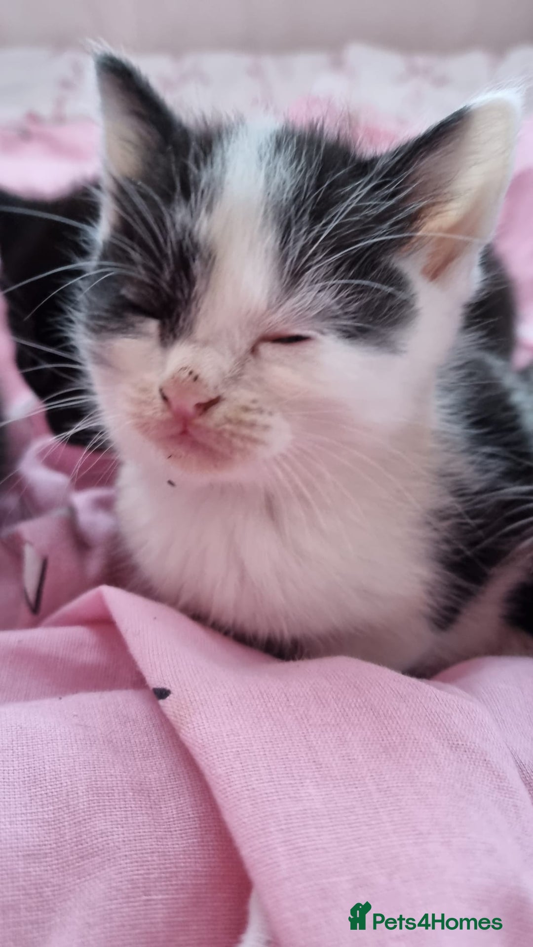 Mixed Breed cats for sale: 5 lovely kittens for sale😻 Ready from now  - Advert 5