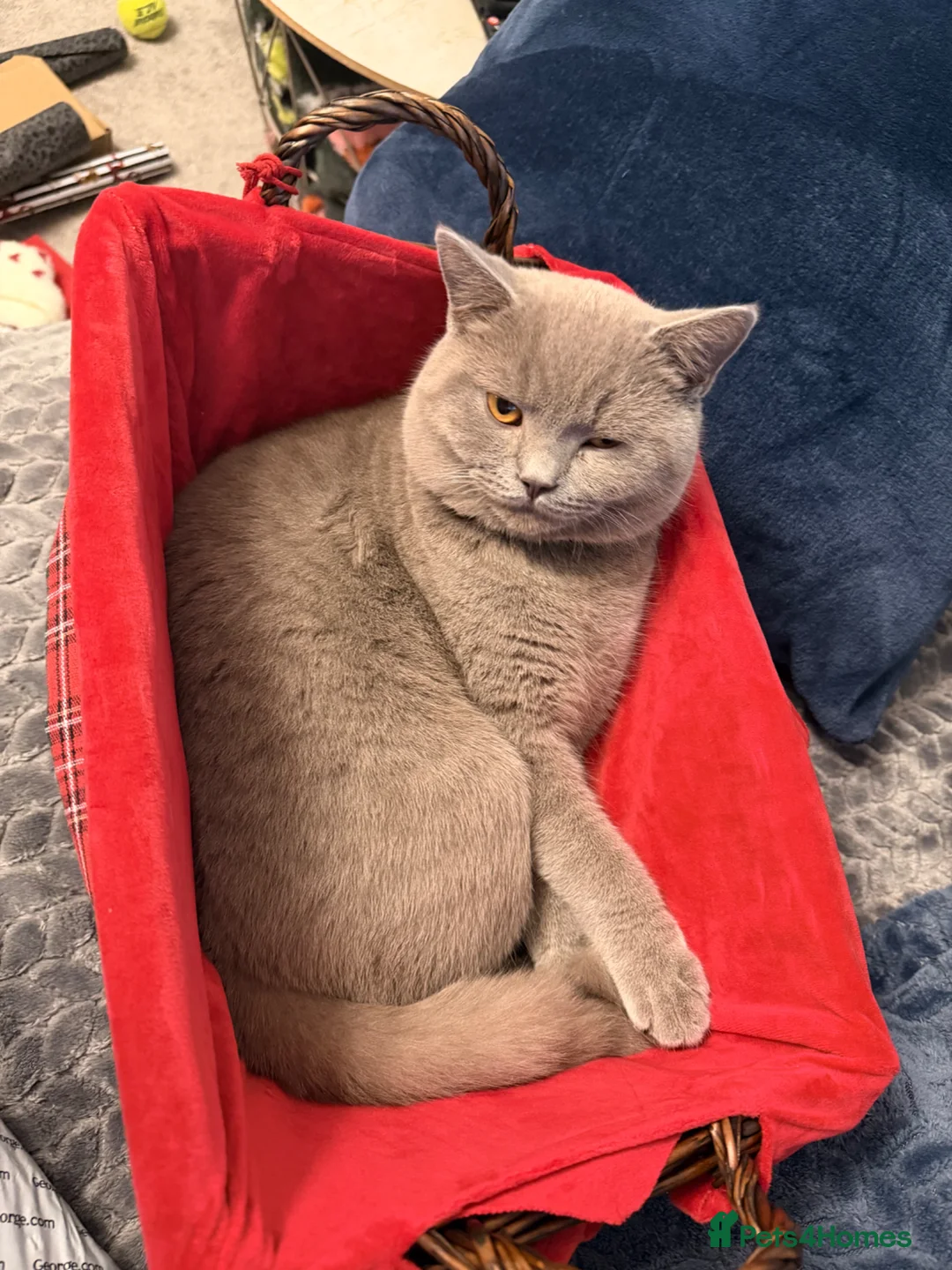 British Shorthair cats for sale: Reluctant Sale lilac British short haired male - Advert 5