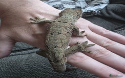 Gecko reptiles for sale: Breeding pair chahoua gecko  - Image 10