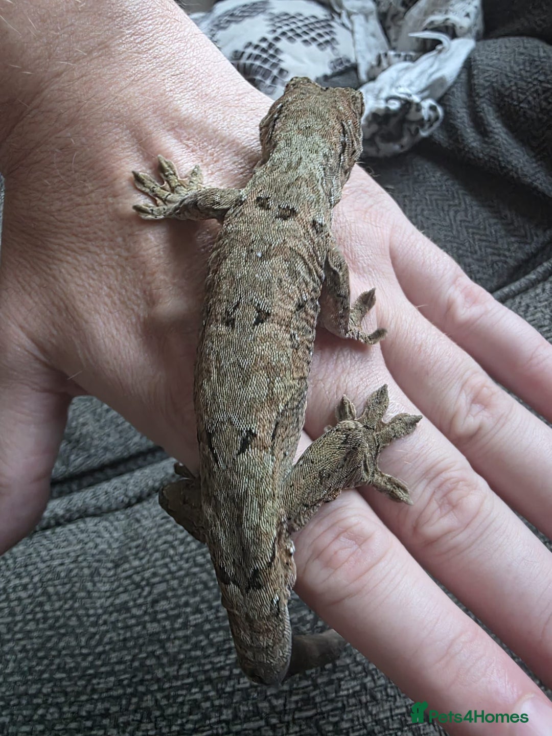 Gecko reptiles for sale: Breeding pair chahoua gecko  - Image 10