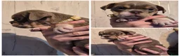 English Bulldog dogs for sale: Here i have a beautiful litter of English Bulldogs - Advert 14