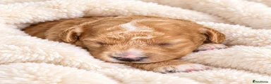 Cavapoo 3