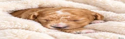 Cavapoo dogs for sale: Mum is a good natured apricot cavalier  - Advert 2