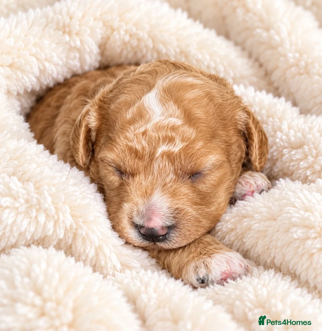 Cavapoo dogs for sale: Mum is a good natured apricot cavalier  - Advert 2
