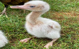 Mixed Breed livestock for sale: White Rhea Chicks & Hatching Rhea Eggs - Image 19