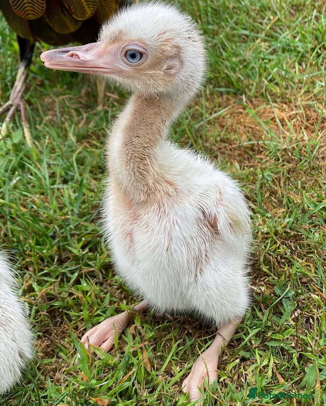 Mixed Breed livestock for sale: White Rhea Chicks & Hatching Rhea Eggs - Image 19