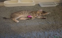 Mixed Breed cats for sale: Little Fluff kittens ready now  - Image 4