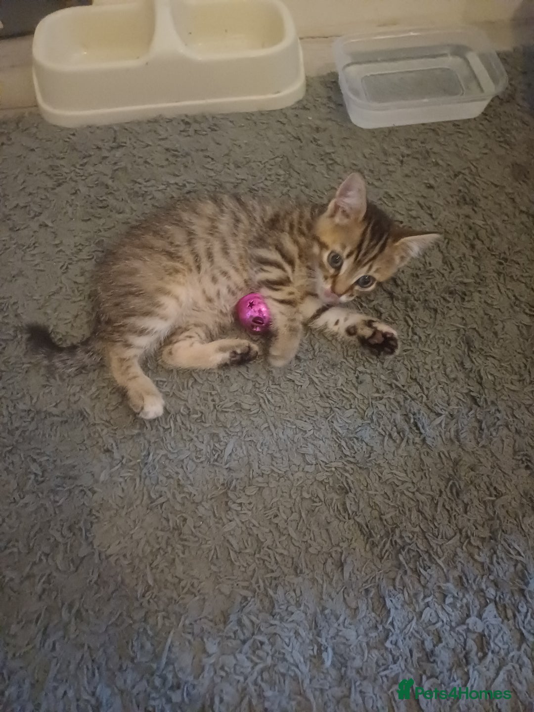 Mixed Breed cats for sale: Little Fluff kittens ready now  - Image 4