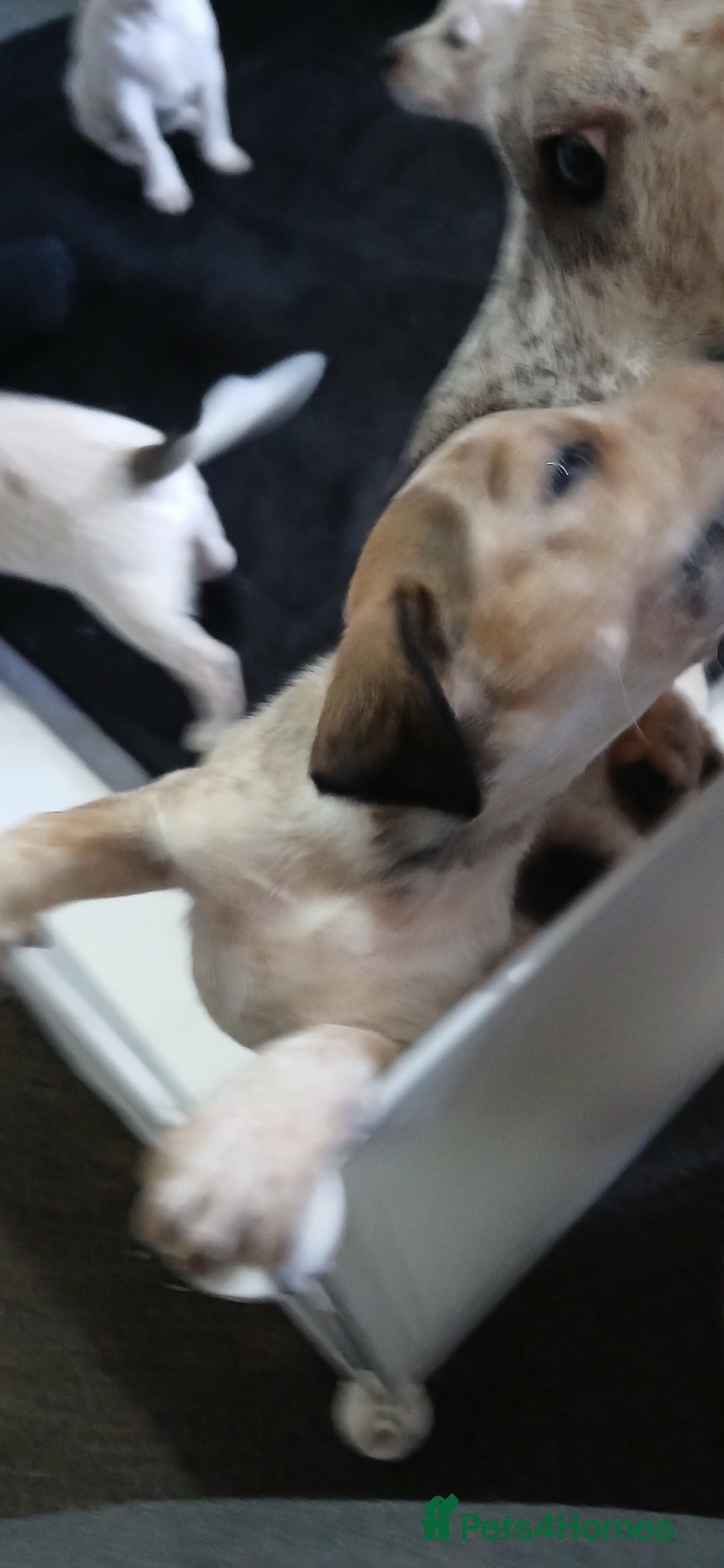 Mixed Breed dogs for sale: Beautiful puppies  - Image 14