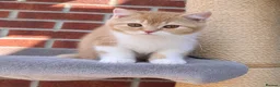 British Shorthair cats for sale: 💖👍 Ready Now👍BSH Boy And Girl😻 - Advert 12