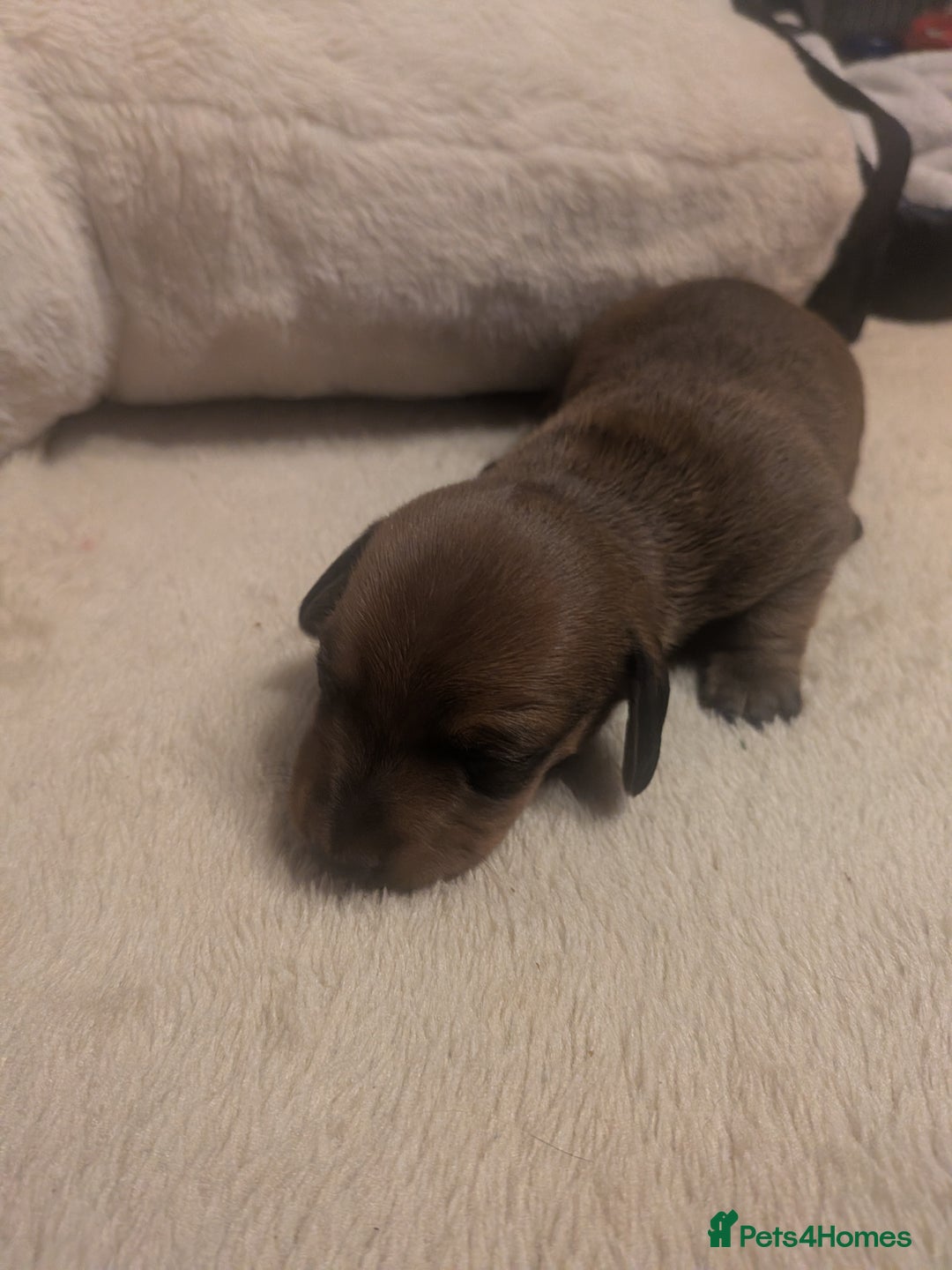 Dachshund dogs for sale: Dachshund puppies  - Advert 10