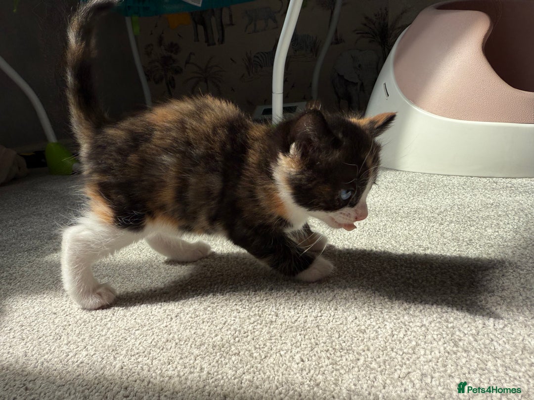 RagaMuffin cats for sale: Ragamuffin kittens  - Image 24