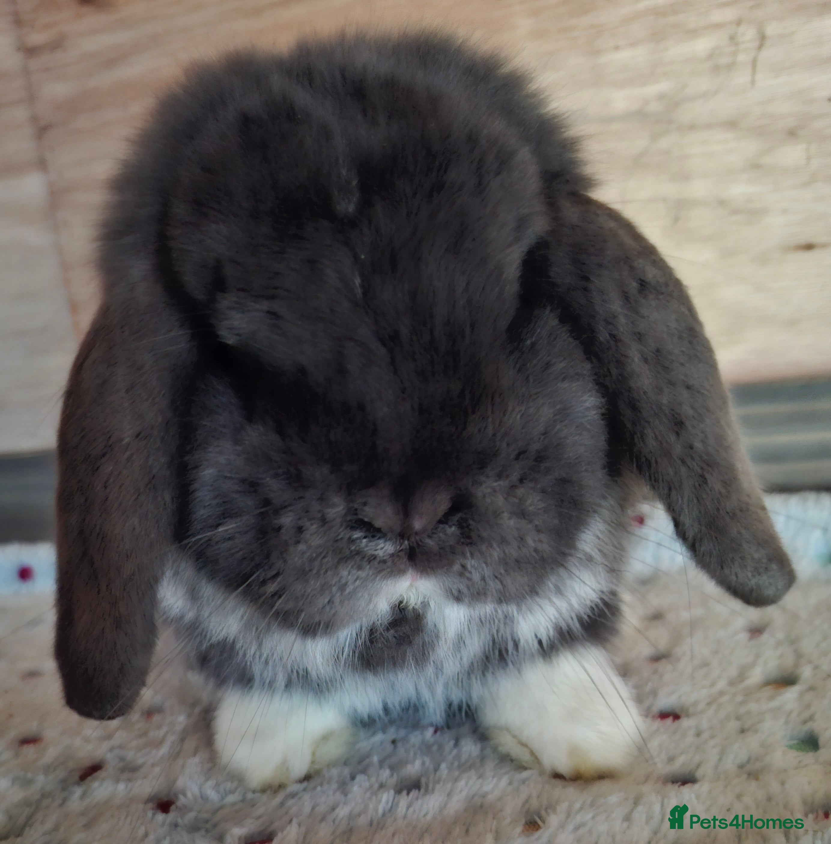 Mini Lop rabbits 2 x mini lop bucks - Advert 2