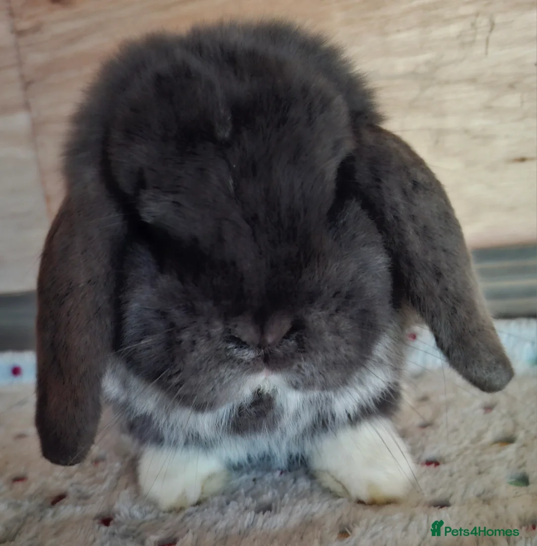 Mini Lop rabbits for sale: 2 x mini lop bucks - Advert 1