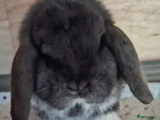 Mini Lop rabbits 2 x mini lop bucks - Advert 2