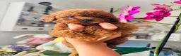 Toy Poodle dogs for sale: 🔝 Top Quality Asian Poodle Puppies DNA Tested🧬  - Advert 13