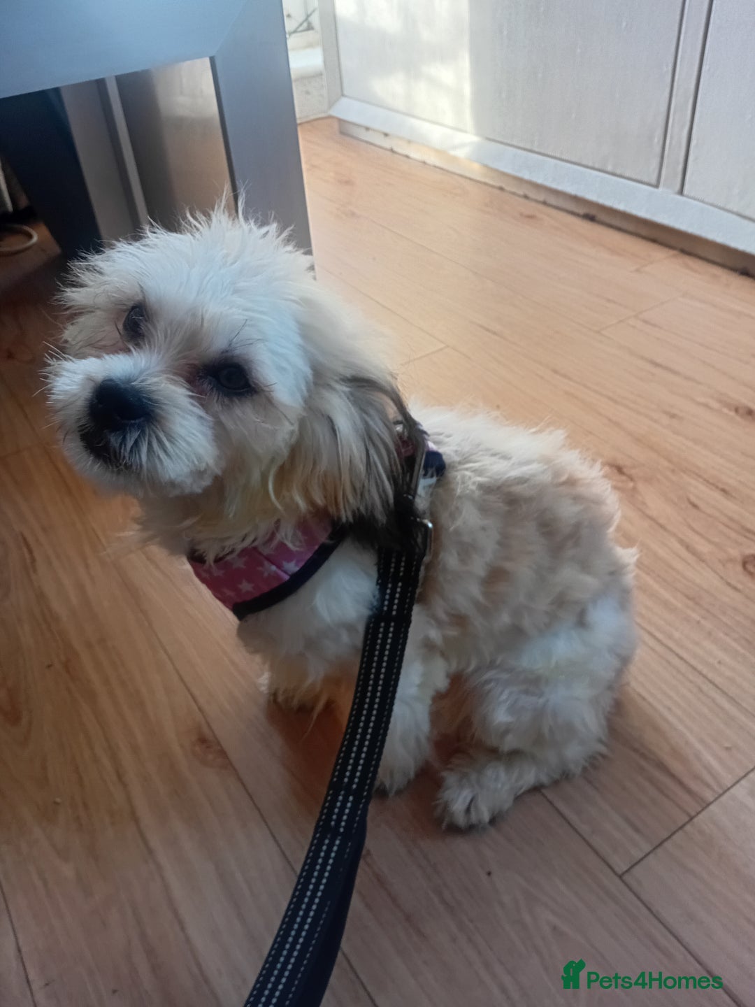 Mixed Breed dogs for sale: Adorable Maltese/Lhasa Apso puppies  - Advert 2