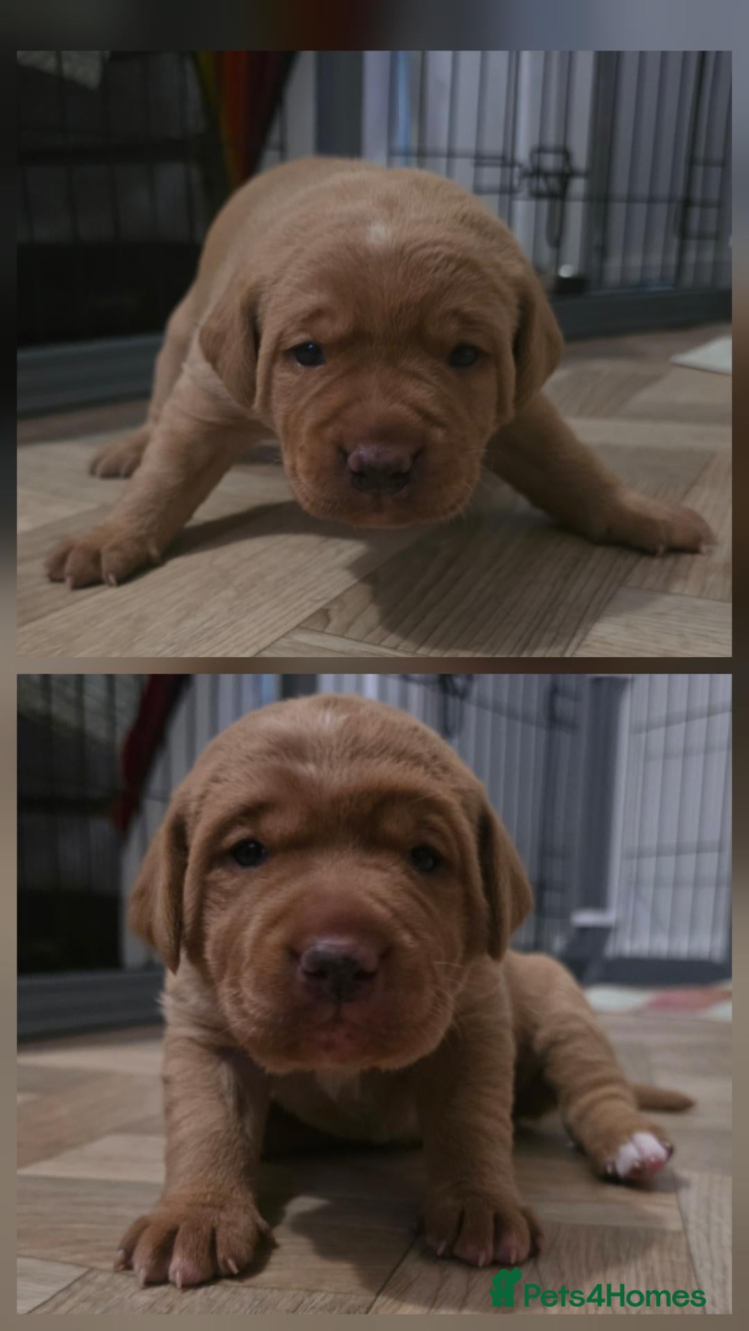 Mixed Breed dogs Golden / Fox Red Labrastaff × Labrador Puppies 🐾 - Advert 1