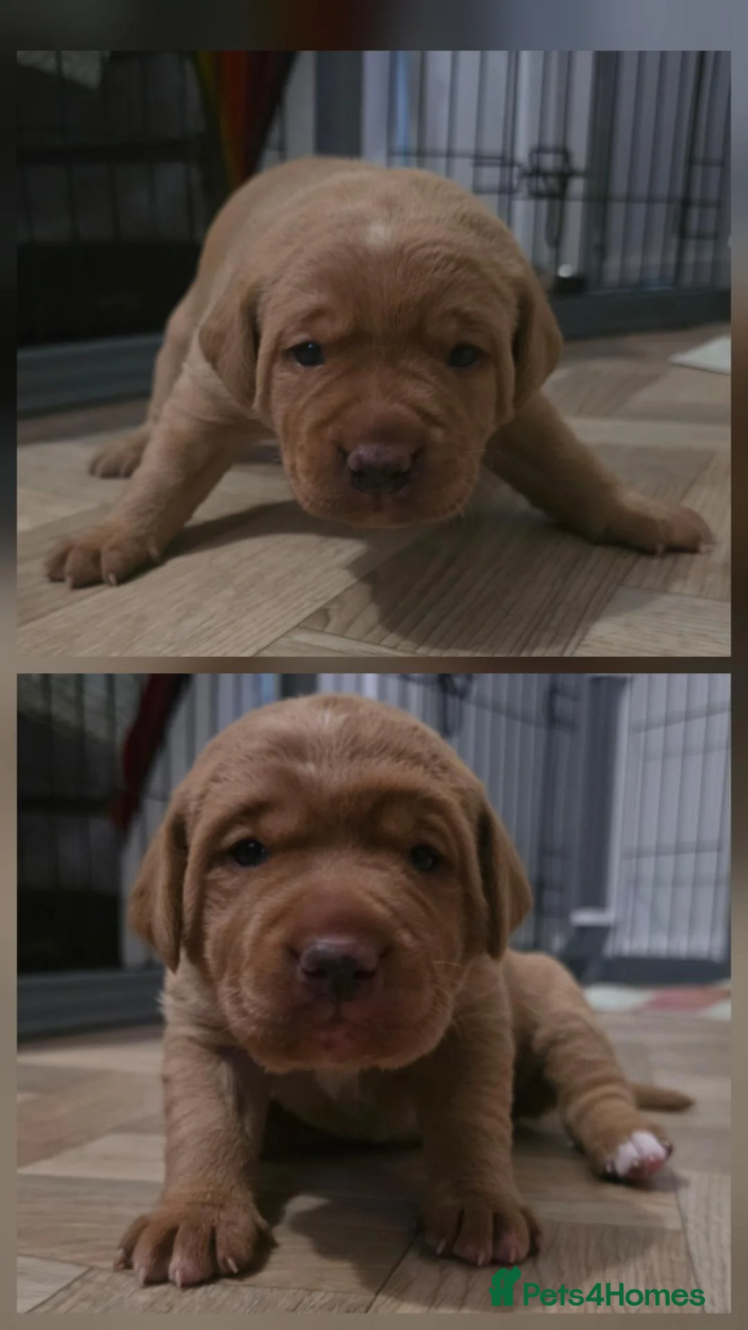 Mixed Breed dogs for sale: Golden / Fox Red Labrastaff × Labrador Puppies 🐾 - Advert 2