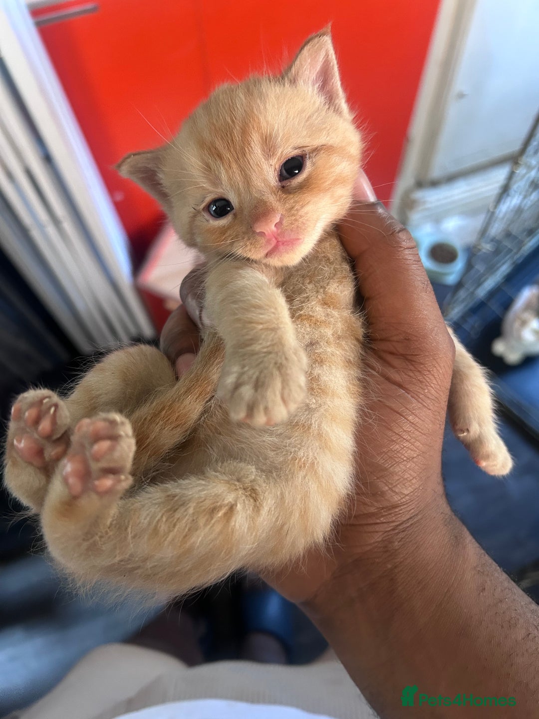 Mixed Breed cats for sale: Beautiful Kittens Available - Image 2