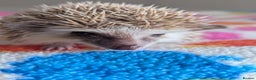 Pygmy Hedgehog rodents for sale: Beautiful Hoglets Ready to Reserve Now - Advert 17