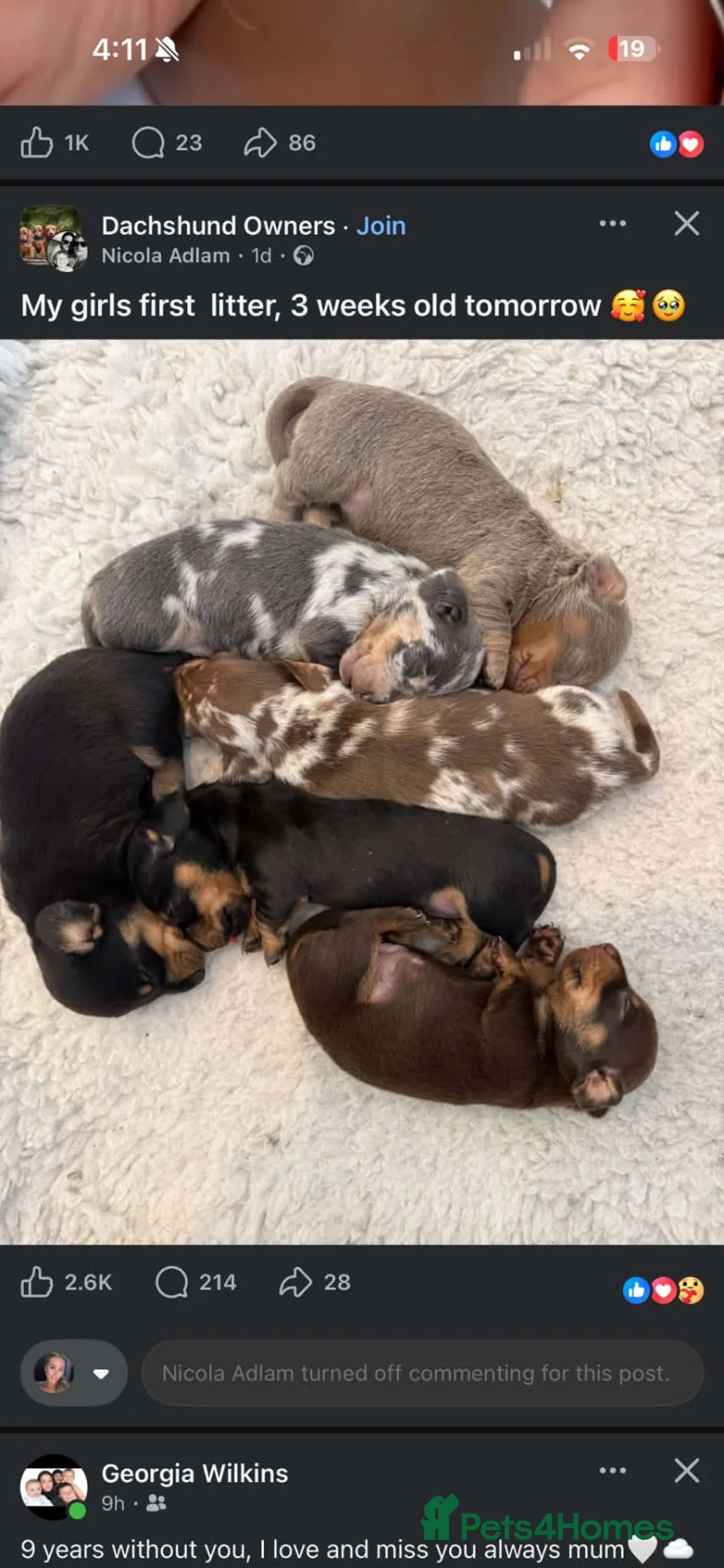 Miniature Dachshund dogs for sale: Smooth Haired Miniature Dachshunds in Wallingford - Advert 8