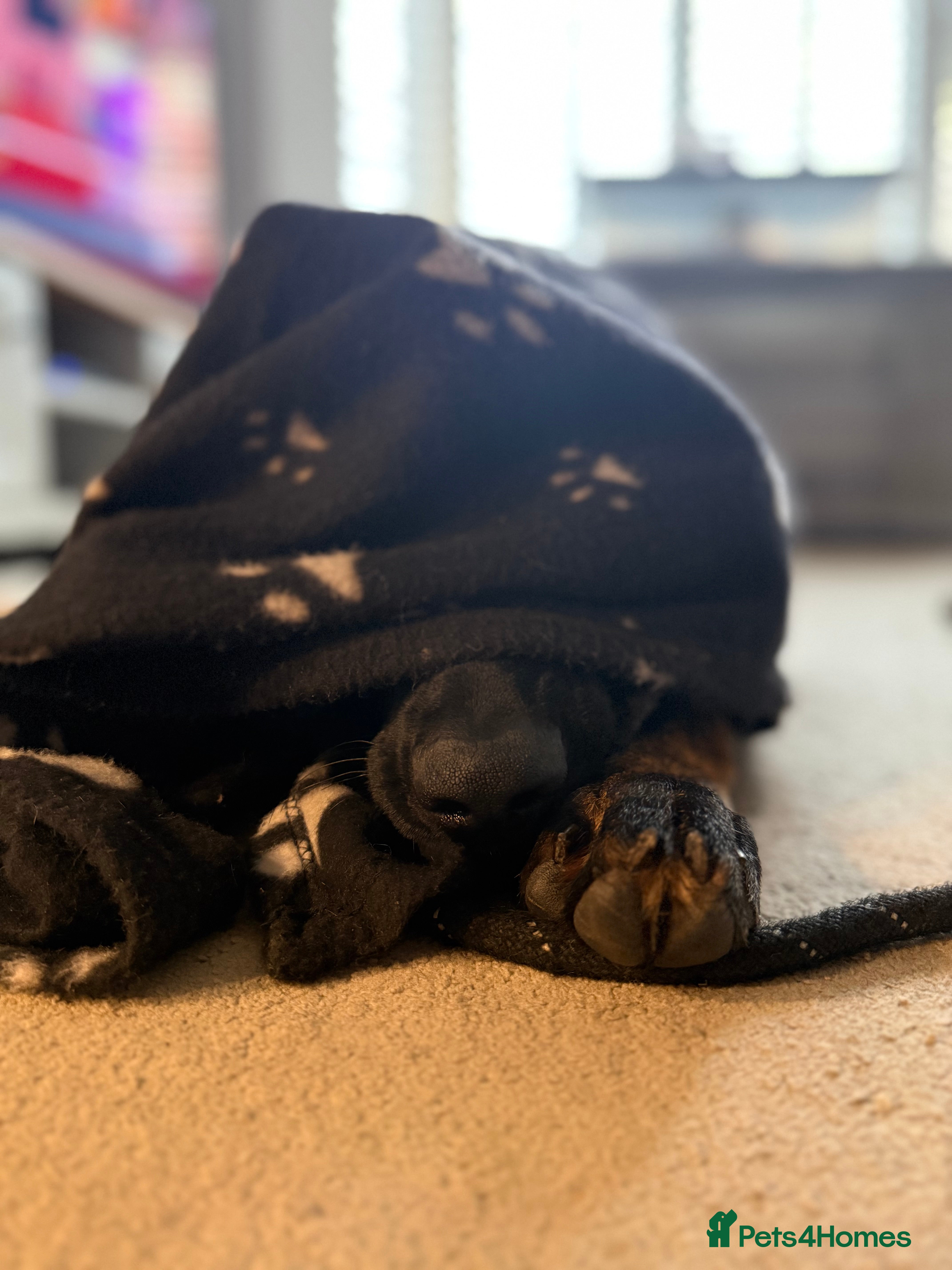 German Shepherd dogs Stunning Working line German Shepherd - Advert 5