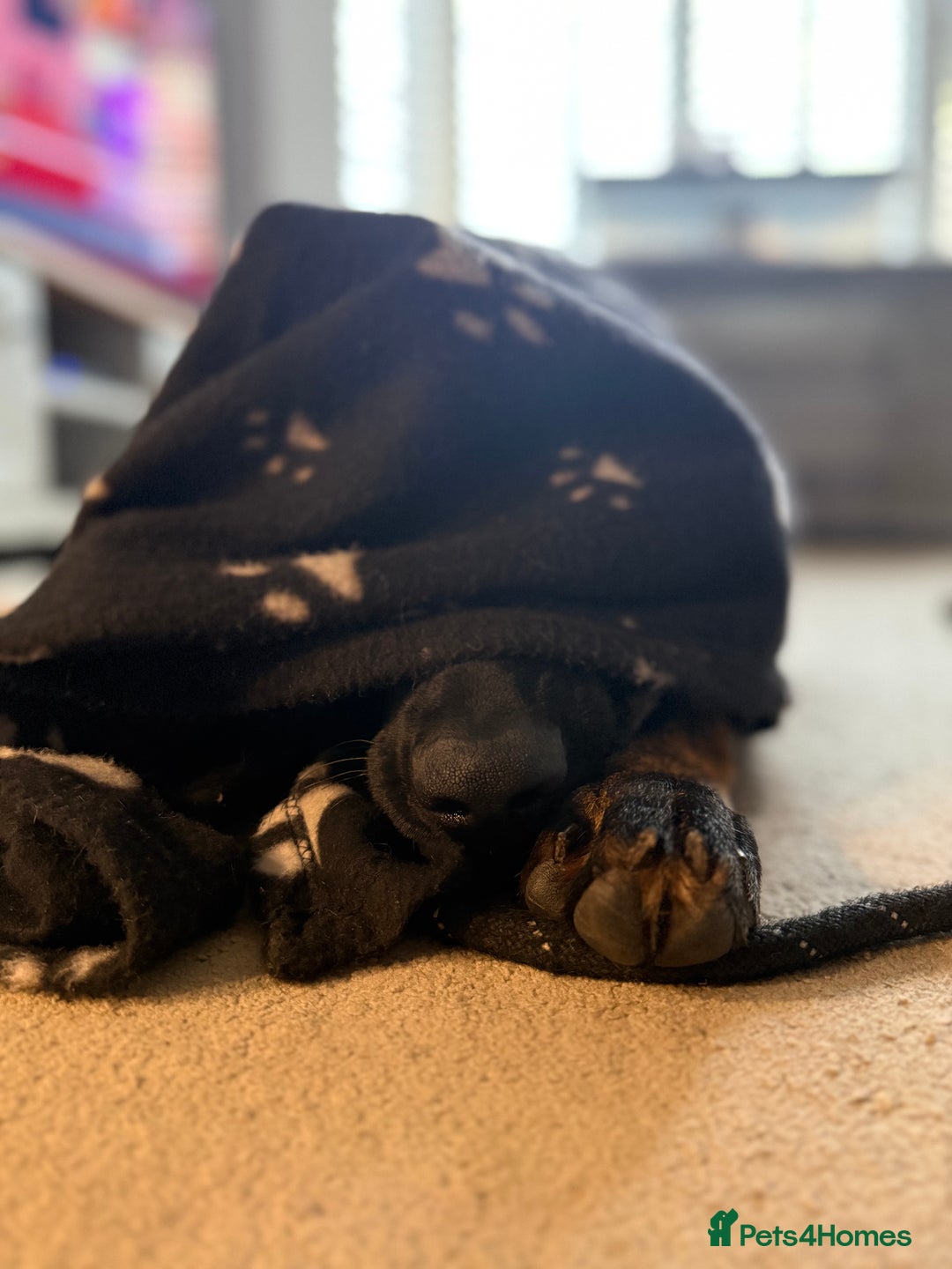 German Shepherd dogs for sale: Stunning Working line German Shepherd - Advert 1