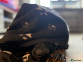 German Shepherd dogs Stunning Working line German Shepherd - Advert 1