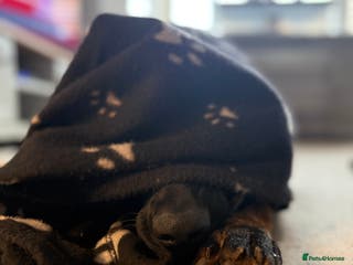 German Shepherd dogs Stunning Working line German Shepherd - Advert 13