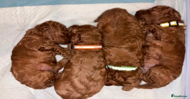Cockapoo dogs - Advert 2