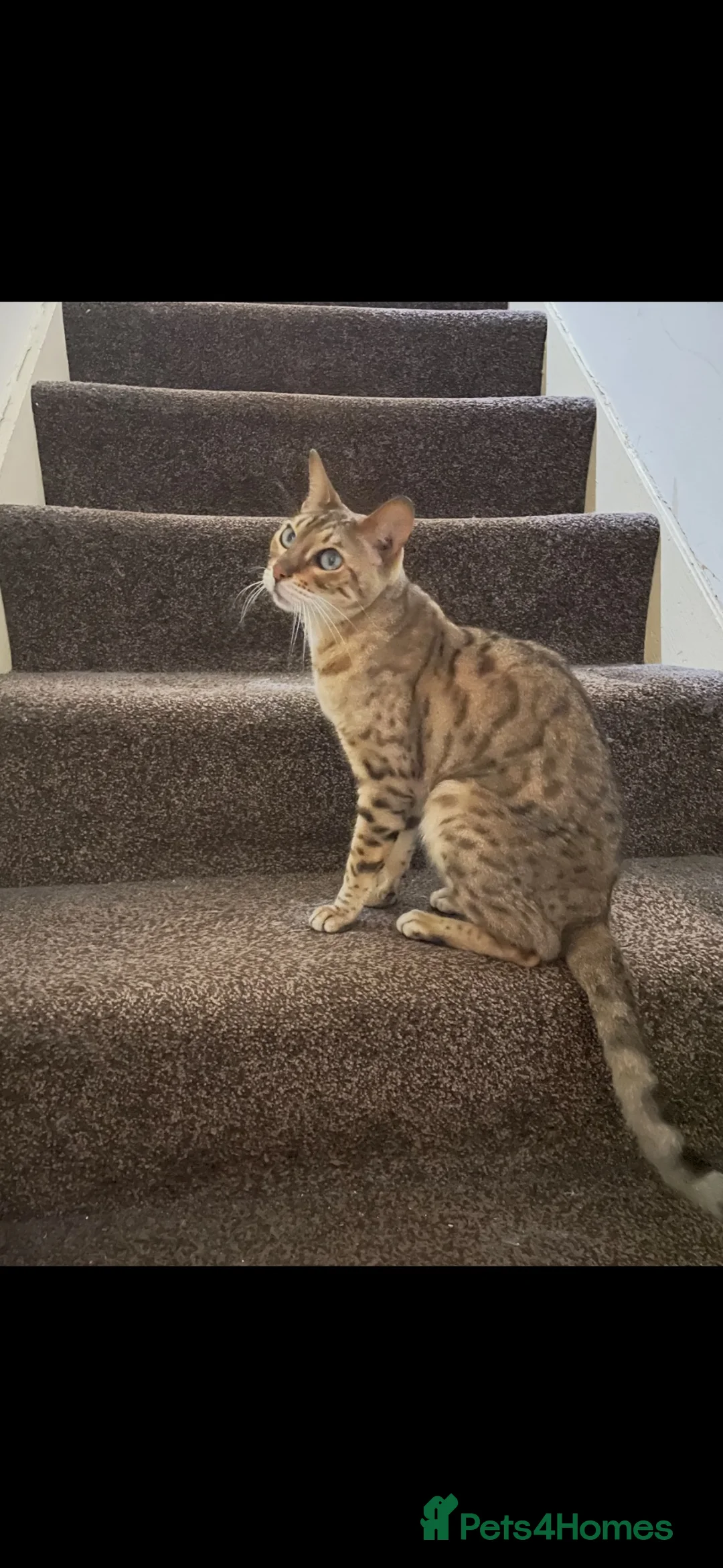 Bengal cats for sale: Beautiful Bengal Girl for sale  - Advert 4