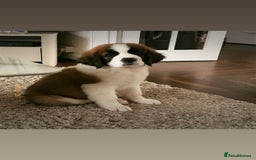 Saint Bernard dogs for sale: 4 month old Saint Bernard.  - Image 2