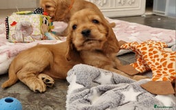 Cocker Spaniel dogs for sale: Pedigree Show Cocker Spaniel puppies.  - Image 6