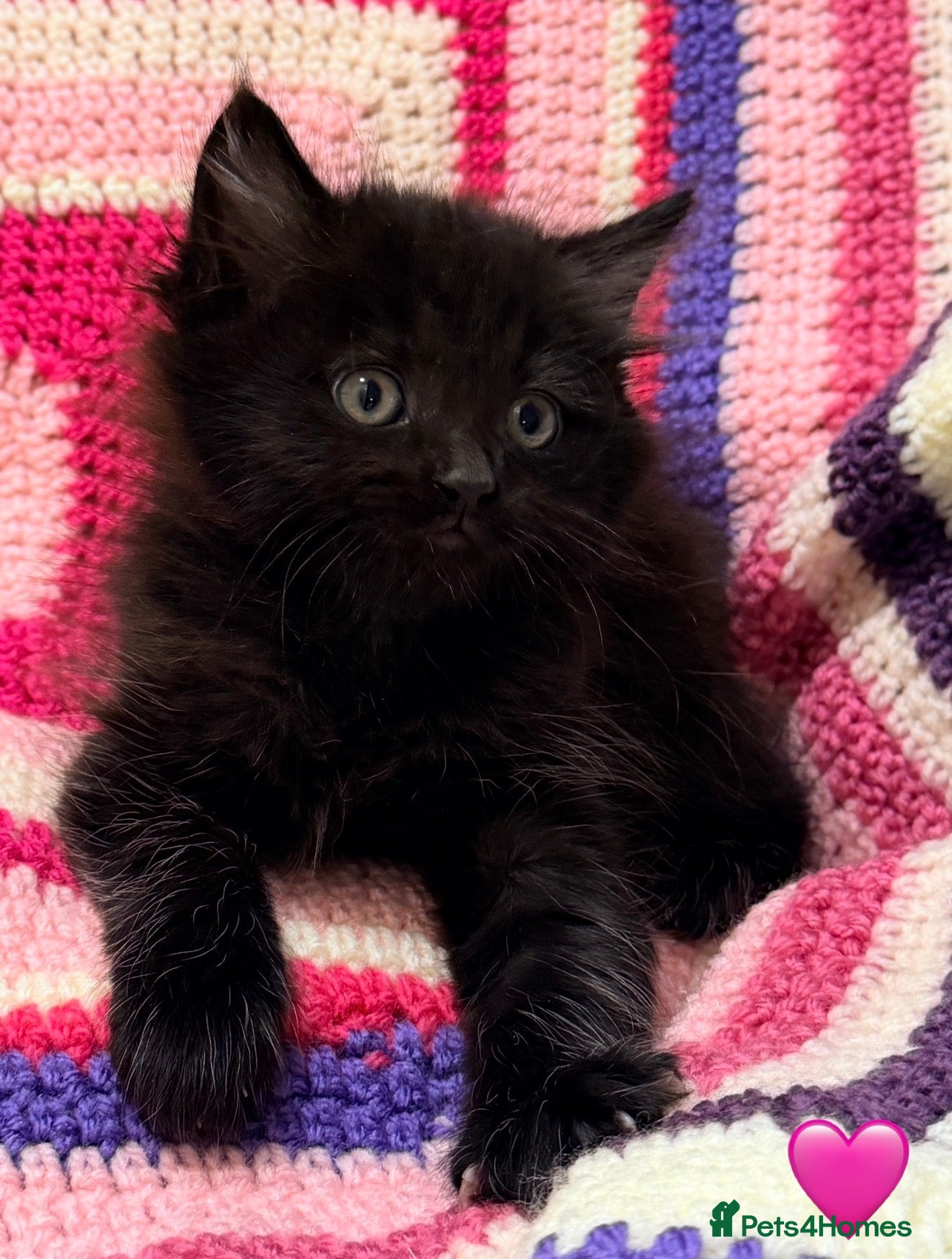 Maine Coon cats 💠 MAINE COON X RAGDOLL *PARENTS HEALTH TESTED* 💠 - Advert 2