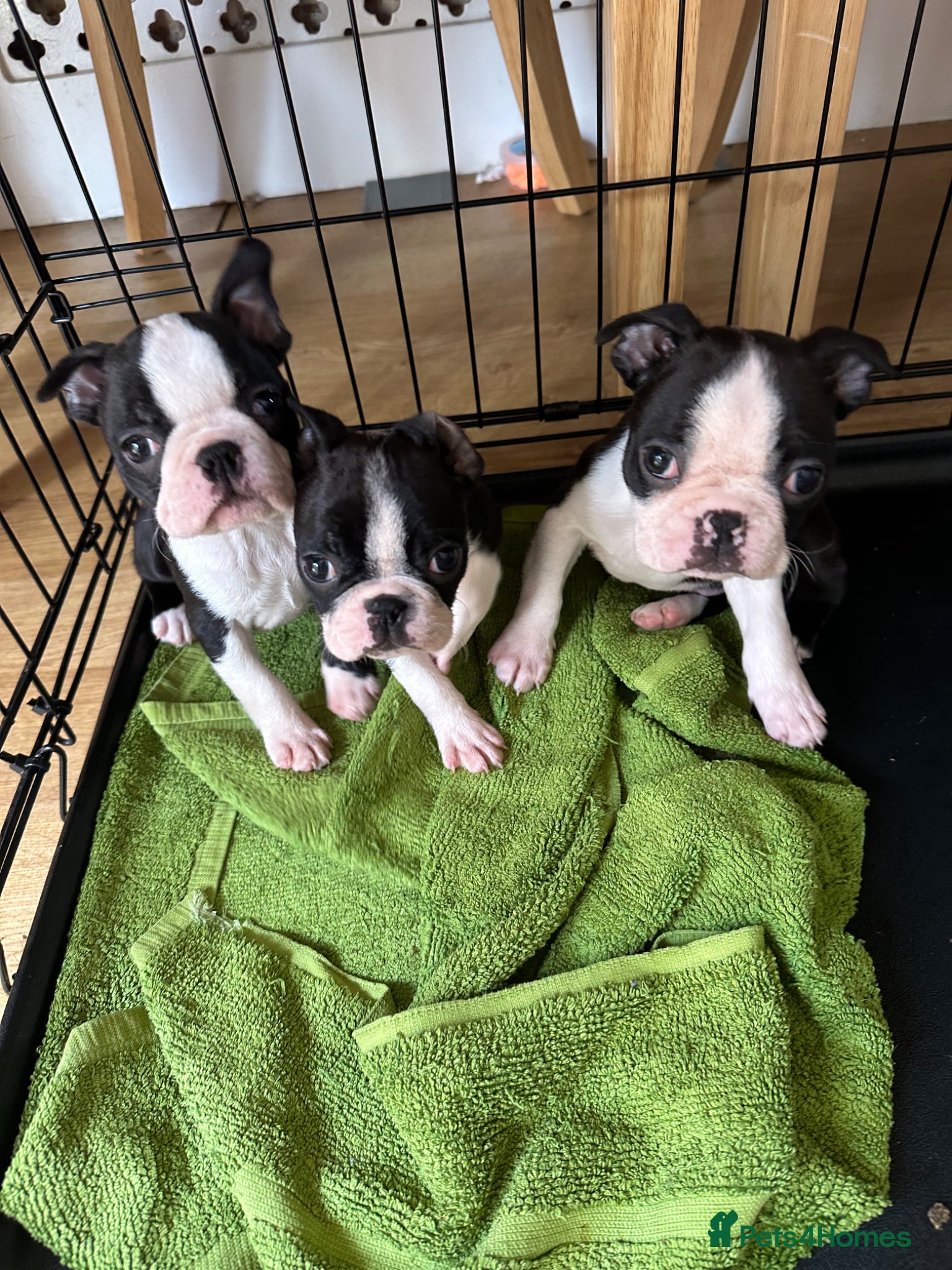 Boston Terrier dogs Kc reg chunky full collar Boston terriers  - Advert 9