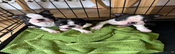 Boston Terrier dogs for sale: Ready now. 2 girls left Kc reg full collar Bostons - Advert 8