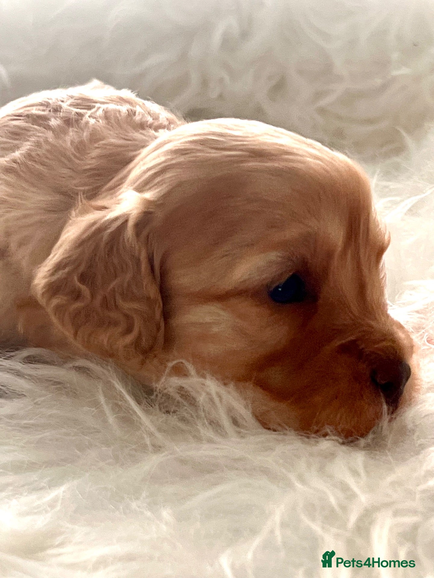 Cavapoo dogs ⭐️ Rare Choc & Tan Merle F1 Cavapoo puppies ⭐️ - Advert 2