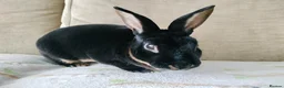 Rex rabbits for sale: Adult mini rex for sale  - Advert 2