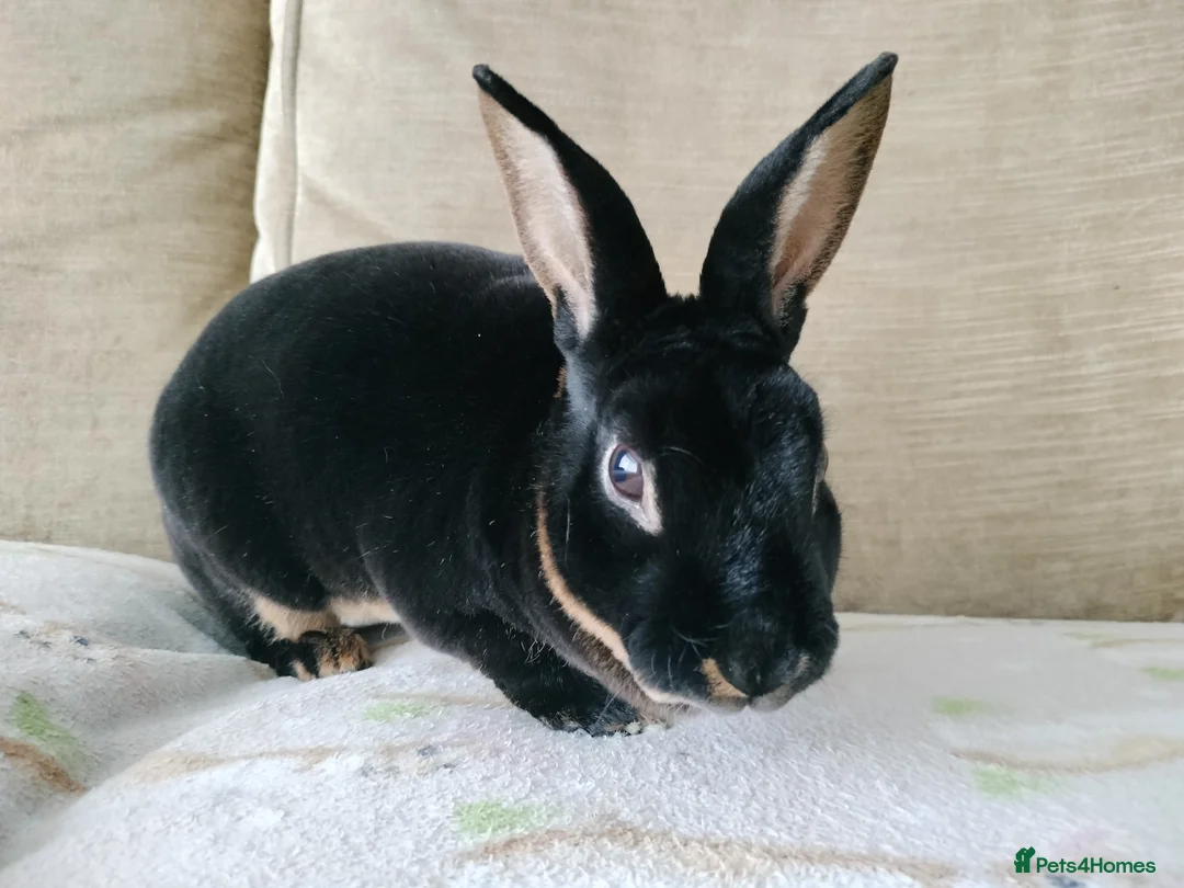 Rex rabbits for sale: Adult mini rex for sale  - Advert 2
