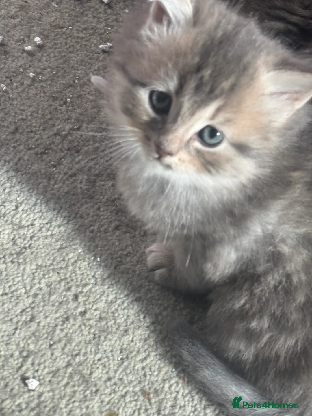Mixed Breed cats for sale: Maine Coon cross kittens  in Southampton - Advert 1