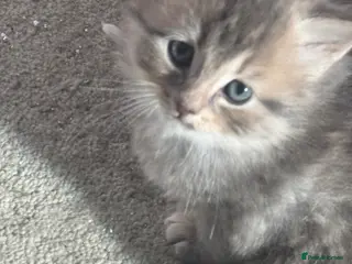 Mixed Breed cats Maine Coon cross kittens - Advert 9