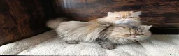 Persian cats for sale: 2 Persians looking for new homes in Stoke-on-Trent - Advert 4