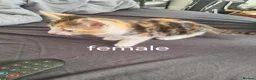 Mixed Breed cats for sale: 4 beautiful kittens  in Brighouse - Advert 5