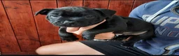 Staffordshire Bull Terrier dogs for sale: Full Respect Trained Staffordshire Bull Puppies in Worthing - Advert 3