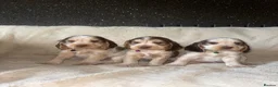 Cocker Spaniel dogs for sale: KC Registered Show Cockerspaniel Puppy in Morecambe - Advert 11